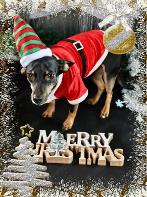 WeihnachtsFotoshooting mit Deinem Hund