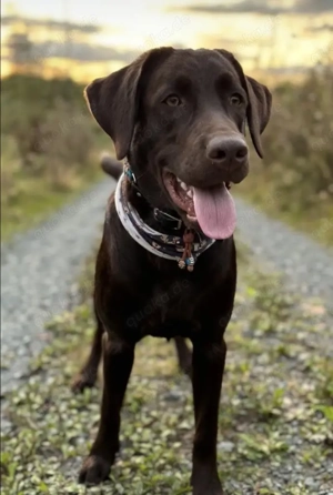 Hunde dringend abzugeben 
