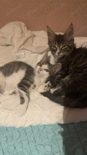 Süße Main coon mix Kitten zu verkaufen