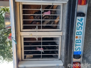 Hundeanhänger,  Hundetransportanhänger