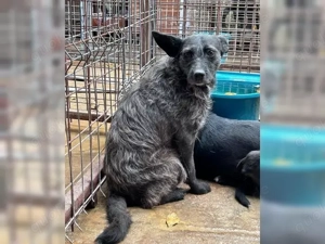 Aida auf Pflegestelle  Bild 2