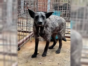 Aida auf Pflegestelle  Bild 4