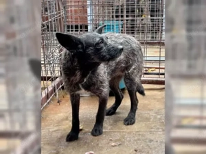 Aida auf Pflegestelle  Bild 3