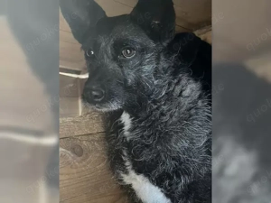 Aida auf Pflegestelle  Bild 5