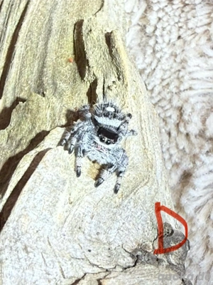 Springspinnen Phidippus regius apalachicola Bild 5