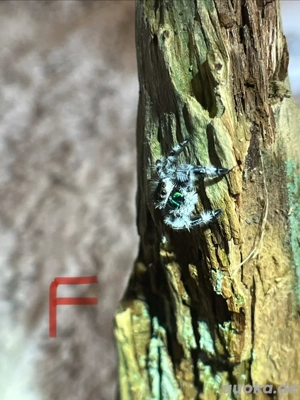 Springspinnen Phidippus regius apalachicola Bild 7