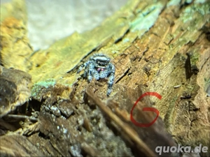 Springspinnen Phidippus regius apalachicola Bild 8