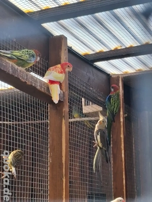 Prachtrosella, Rosellasittich, Rosella, Sittich