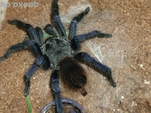 1.0 Lasiocyano sazimai Bock (ex. Pterinopelma) 