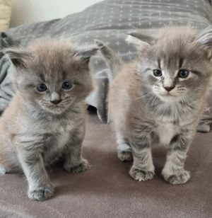 Reinrassige MainCoon Kitten suchen ein neues Zuhause 