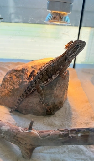 Zwergbartagame 1 Jahr alt 