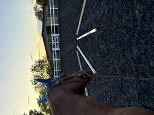 Reitbeteiligung- Pferd sucht Reiter (74382) 