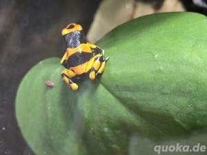 Dendrobates leucomelas (Britisch Guyana)