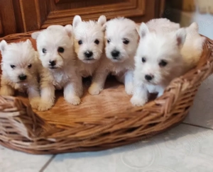 Zuckersüße West Highland White Terrier Welpen, Westie Welpen 