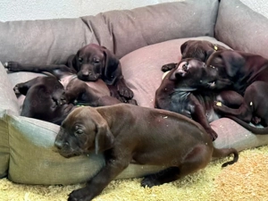 Rhodesian Ridgeback Vizsla Welpen