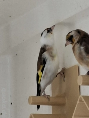 Stieglitz Parva  Tschussi 2025