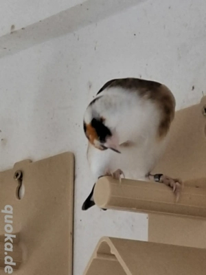 Stieglitz Parva aus 2025