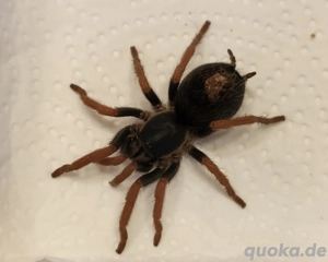 0.2 Kochiana brunnipes adult Zwerg Vogelspinne