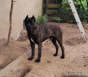 Cane Corso Deckerüde