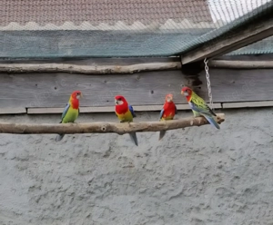 Prachtrosellas aus Nachzucht zu verkaufen