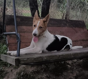 Tiffany, PS in Ungarn, ist ein typischer Welpe