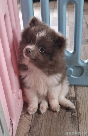 1 Pomchi Welpe sucht noch ein Zuhause