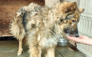 Lass dich von Bowie verzaubern Bild 5