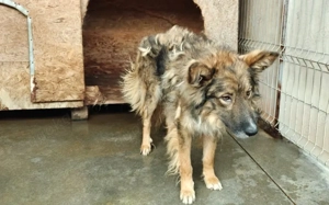 Lass dich von Bowie verzaubern Bild 2