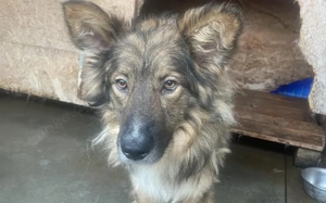 Lass dich von Bowie verzaubern Bild 6