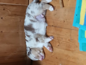  Australian shepherd Welpen  Bild 3