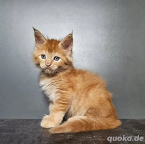 Maine Coon Kätzchen verfügbar