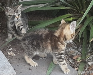Süsse Katzen zum abgeben !!!