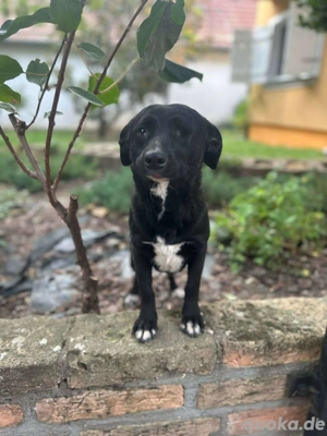 Halbblinde Maus wünscht sich ein Zuhause    