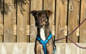 Aktives Zuhause für Tiny Tim gesucht Bild 3