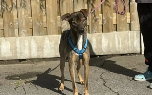 Aktives Zuhause für Tiny Tim gesucht Bild 2