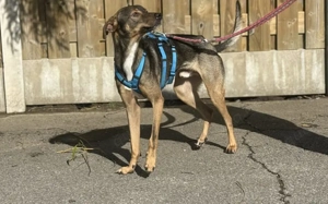 Aktives Zuhause für Tiny Tim gesucht