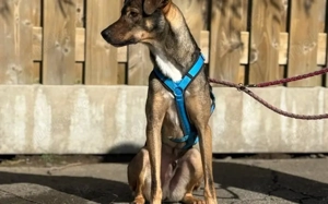 Aktives Zuhause für Tiny Tim gesucht Bild 4