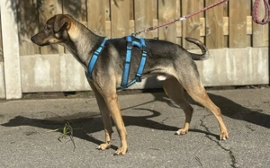 Aktives Zuhause für Tiny Tim gesucht Bild 5