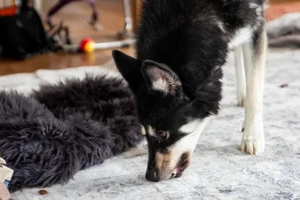 Bonita - verzaubert sie auch dich? Bild 3