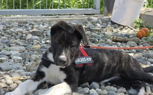 Ayona: Zuhause außerhalb Deutschlands gesucht