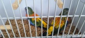 Glanzsittiche abzugeben 