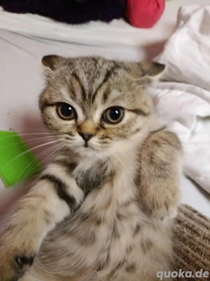 britisch kitten reinrassige  bkh abholbereit  blau Augen