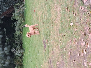  Pudel Mädchen   6 Monate alt   sucht ein liebevolles neues Zuhause 