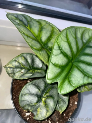 alocasia silver dragon variegata rhizome