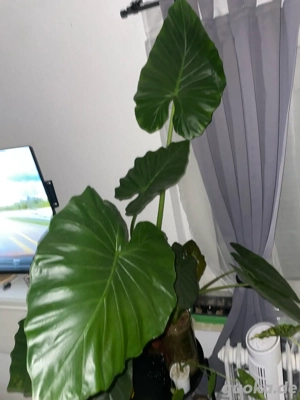 große alocasia gageana