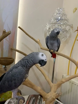 Zahme  papagei mit papiere