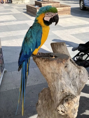 Handzahme papagei mit papiere
