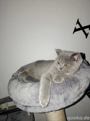 BKH Kitten Reinrassige 