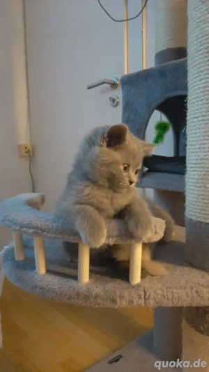 BKH Kitten Reinrassige 