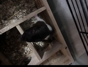 Panda Hamster zu verkaufen mit Zubehör 